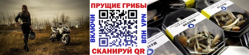 Псилоцибиновые грибы GOLDEN TEACHER  Берёзовский 